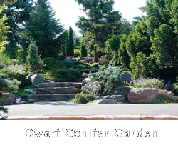 Chicago Botanic Garden - Dwarf Conifer Garden