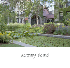 University of Chicago - Botany Pond